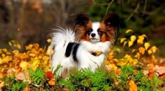 Papillon (fotó): butterfly kutya csodálatos karakterrel